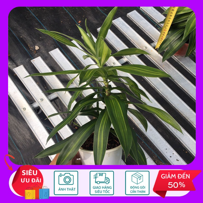 Cây Trúc Bách Hợp - Cây cảnh sân vườn - Cây cảnh trong nhà - HKNG