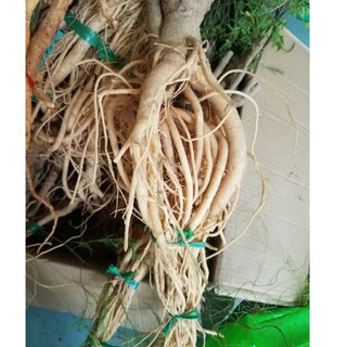 Rễ Đinh lăng tươi, nguyên gốc 1kg