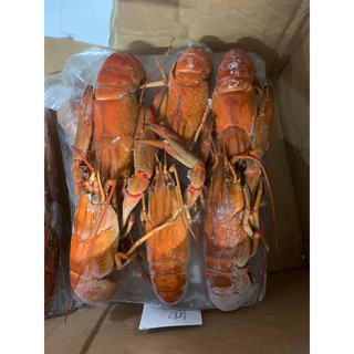 HOẢ TỐC - 1KG TÔM HÙM ĐẤT