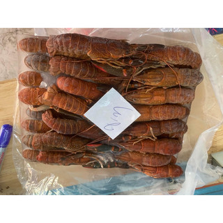 HOẢ TỐC - 1KG TÔM HÙM ĐẤT