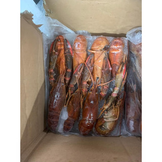 HOẢ TỐC - 1KG TÔM HÙM ĐẤT