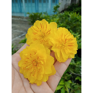 Mai cúc thọ hương ghép gốc mai vàng (giống mai ưa chuộng)