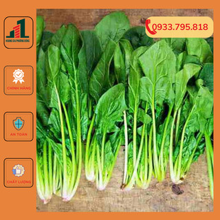 Hạt giống cải bó xôi