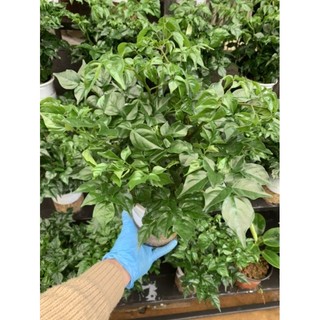 cây hạnh phúc - hạnh phúc thủy sinh (100% ảnh thật)