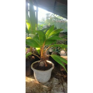 dừa bonsai