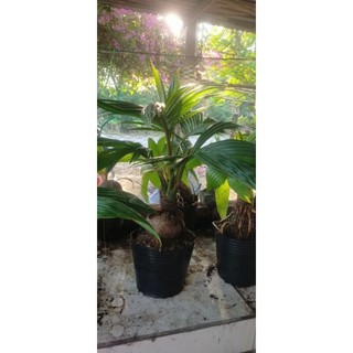 dừa bonsai