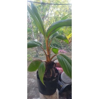 dừa bonsai