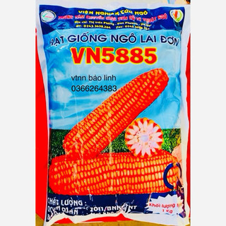 Hạt giống ngô lai đơn vn5885 gói 1kg.
