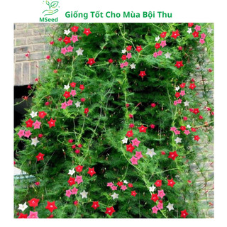Hạt giống hoa Tóc Tiên leo giàn , hoa sao dễ trồng - MSeed
