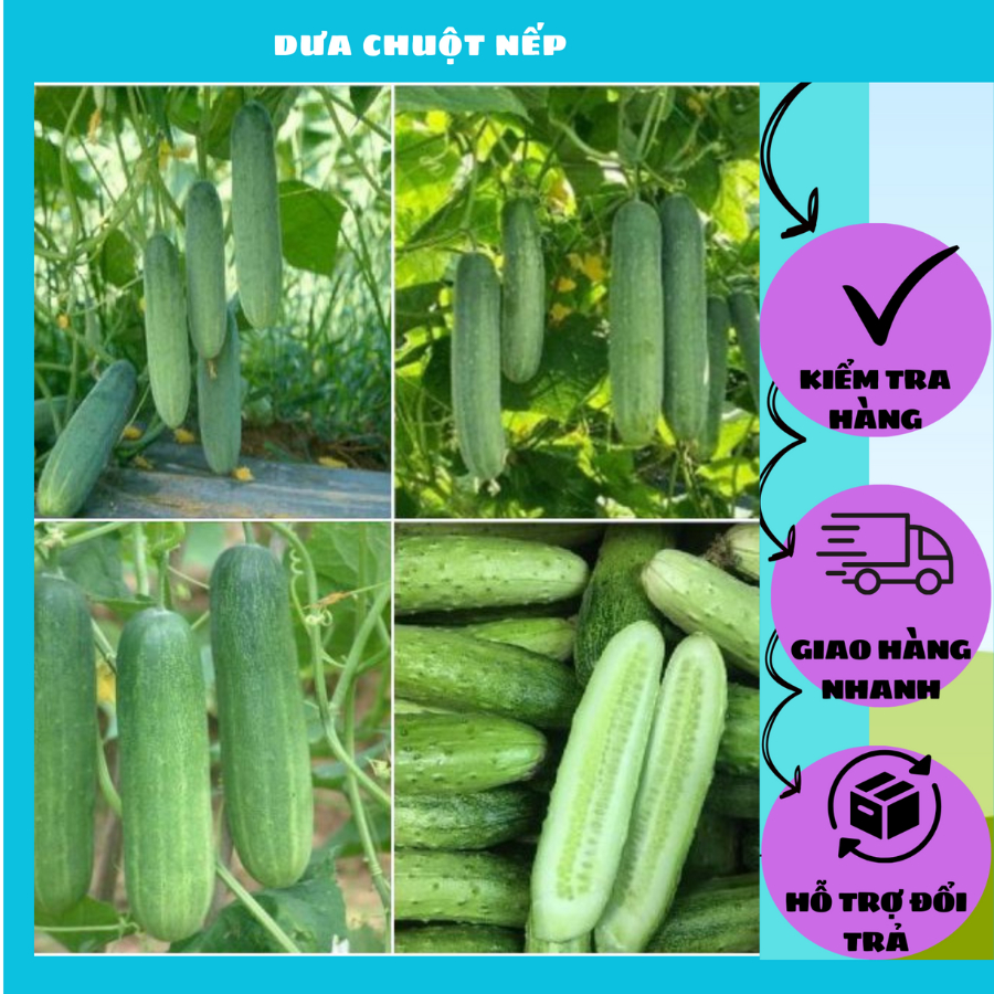 hạt giống dưa chuột nếp