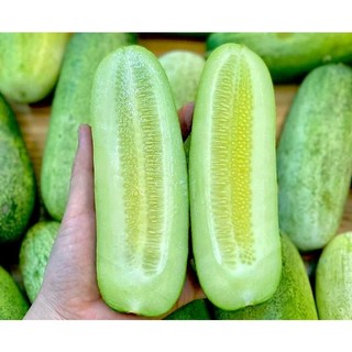 hạt giống dưa chuột nếp