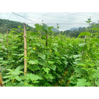 hạt giống dưa chuột nếp