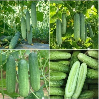 hạt giống dưa chuột nếp