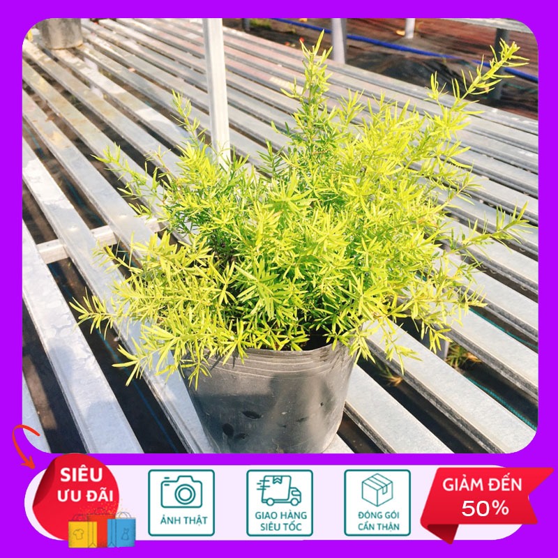 Cây Trúc Thiên Môn - Cây thiên môn đông - Cây cảnh trang trí - HKNG