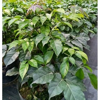 Cây Hạnh Phúc, đong đầy phúc lộc