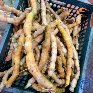 Rễ tứn khửn tươi, khai thác rừng tự nhiên Tây Bắc giúp bổ thận tráng dương, tăng cường sinh lý nam giới