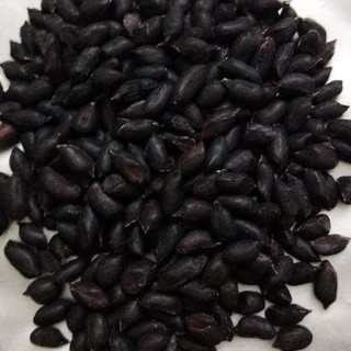 1 kg hạt giống lạc đen kokuma _ nảy 99%, đen như ảnh