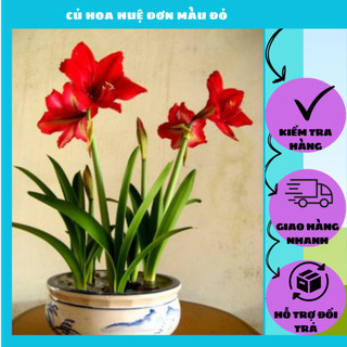 Củ hoa huệ màu đỏ - bảo hành sống