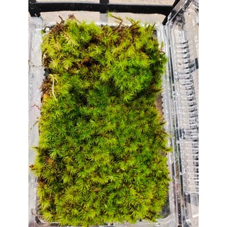 Hộp Rêu HAIRCAP làm terrarium