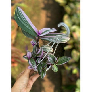 Chậu treo Cây THÀI LÀI TÍM trang trí xinh xắn, dễ thương |Vườn Như Ngọc| - Đã bật Hỏa Tốc