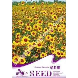 Hạt giống hoa cúc mắt rắn - hoa đẹp - dễ trồng -tổng kho hạt giống giá rẻ