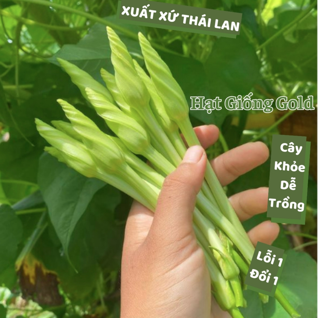 Hạt giống hoa chomchan Thái Lan giòn ngọt nhiều hoa hạt giống rau củ quả chom chan nảy mầm cao dễ tr