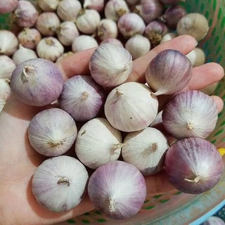 1kg tỏi cô đơn phan rang ninh thuận dùng làm tỏi đen