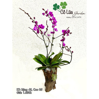 Chậu cao/ bình cao đáy hở/ chậu gỗ lũa cắm hoa/chậu gỗ lũa ghép lan trồng cây bằng gỗ lũa