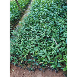 Cây Giống Rau Ngót Rừng ( rau sắng )