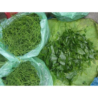 Cây Giống Rau Ngót Rừng ( rau sắng )