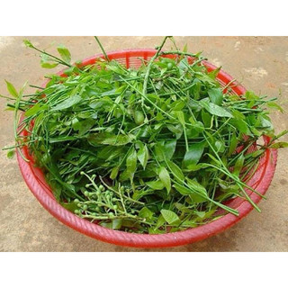 Cây Giống Rau Ngót Rừng ( rau sắng )
