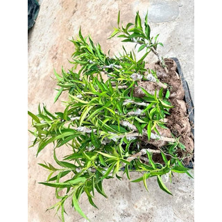 Cây Giống Hoa Đào Cây Ghép ( cây khoẻ đẹp)