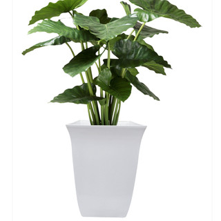 Chậu Nhựa Trồng Kiểng Dáng Vuông, chậu trồng hoa trang trí, chậu trồng Bonsai (2 size)