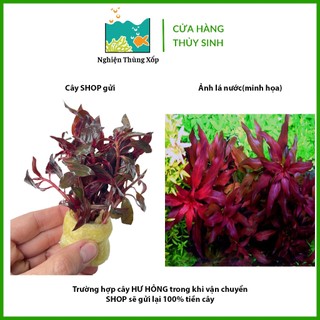 Cây Thuỷ Sinh ĐẠI HỒNG DIỆP lá cạn 20k/10 ngọn - Cây Thủy Sinh Cắt Cắm