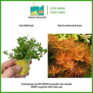 Cây Thuỷ Sinh DIỆP TÀI HỒNG Lá Kim 20k/15 ngọn - Cây Thủy Sinh Cắt Cắm