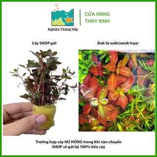 Cây Thuỷ Sinh DIỆP TÀI HỒNG LÁ TÁO ĐỎ 20k/15 ngọn - Cây Thủy Sinh cắt cắm