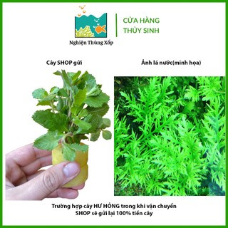Cây Thuỷ Sinh THỦY CÚC 20K/10-12 ngọn(lá cạn) - Cây thủy sinh không cần CO2