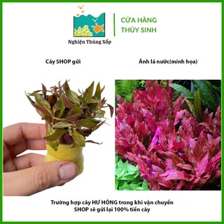 Cây Thuỷ Sinh HUYẾT TÂM LAN GÂN TRẮNG 20k/12ngọn - Cây Thuỷ Sinh cắt cắm