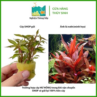 Cây Thuỷ Sinh HUYẾT TÂM LAN 20k/12ngọn - Cây Thuỷ Sinh cắt cắm