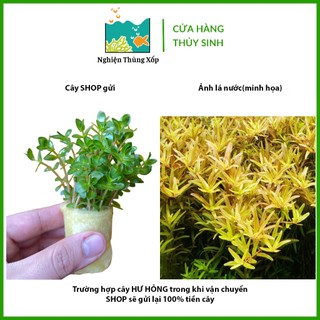 Cây Thuỷ Sinh VẢY ỐC VÀNG BÒ 20k/15ngọn - Cây Thuỷ Sinh cắt cắm
