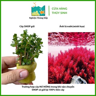  Cây Thuỷ Sinh VẢY ỐC SIÊU ĐỎ 20K 20ngọn - Cây Thủy Sinh cắt cắm 