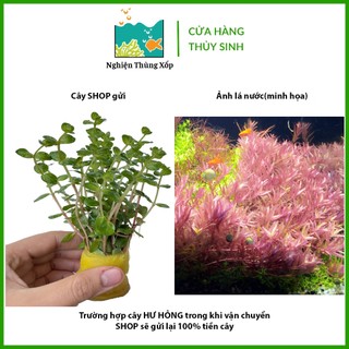 Cây thủy sinh vảy ốc hồng bò 20k/15ngọn - cây cắm cắm đẹp