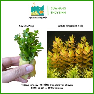 Cây Thuỷ Sinh LỆ NHI 20K/15 ngọn - Cây Thủy Sinh cắt cắm không cần CO2