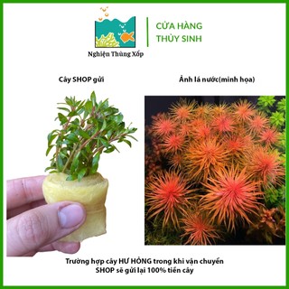 Cây Thuỷ Sinh HỒNG THÁI DƯƠNG Lá cạn 20k/12ngọn - Cây Thủy sinh cắt cắm