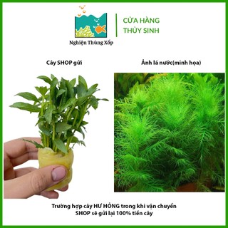 Cây Thuỷ Sinh LIỄU THƠM lá cạn 20k/10ngọn - Cây Thuỷ Sinh cắt cắm