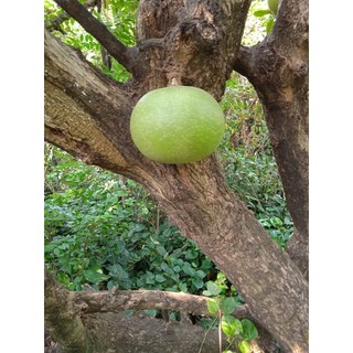 [Hỏa tốc 3H] Trái đào tiên - trái trường sinh tươi/già (tính trái)