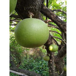 [Hỏa tốc 3H] Trái đào tiên - trái trường sinh tươi/già (tính trái)