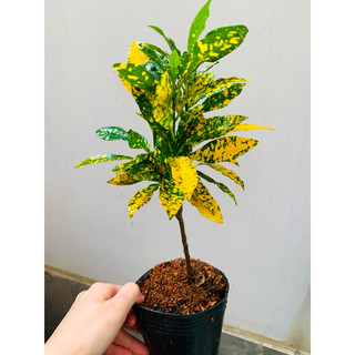 Chậu mềm vàng bạc lá lớn
