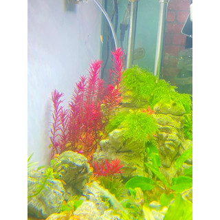 Cây vảy ốc đỏ lá nước_ Rotala đỏ_Cây cắt cắm dễ trồng trang trí bể thủy sinh, tiểu cảnh