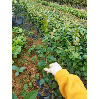 Combo 50 cây giống trà my cao khoảng 30-40cm, bầu rễ ổn định